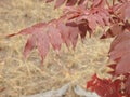 Vibrant red autumn leaves outside