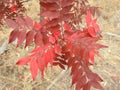 Vibrant red autumn leaves outside