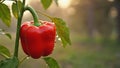 red bell pepper growing on a plant Royalty Free Stock Photo