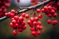 Vibrant Red berries branch fall. Generate Ai Royalty Free Stock Photo