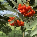 Vibrant red berries mainly eaten by birds