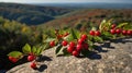 Vibrant Red Berries on a Mountain Rock with Autumnal Landscape Background Royalty Free Stock Photo