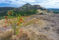 Vibrant red berrys,hang from small tree,before Arthur`s Seat,famous landmark of Edinburgh,Scotland,UK Royalty Free Stock Photo