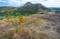 Vibrant red berrys,hang from small tree,before Arthur`s Seat,famous landmark of Edinburgh,Scotland,UK Royalty Free Stock Photo