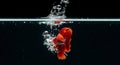 Red Betta Fish Leaping Out of Water Creating Splash and Bubbles Against Black Background Royalty Free Stock Photo