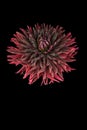 Vibrant red and black Dahlia bloom against a black backdrop Royalty Free Stock Photo