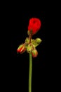 Vibrant red blooming geranium or pelargonium flowers on black background. Royalty Free Stock Photo