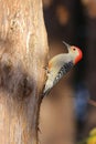 Vibrant red-breasted woodpecker perched atop the bark of a tall tree trunk