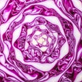Vibrant Red Cabbage Abstract Background Pattern Royalty Free Stock Photo