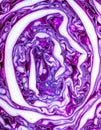 Vibrant Red Cabbage Cross-Section Macro Royalty Free Stock Photo