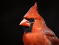 A vibrant red cardinal bird perches against a dark background