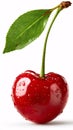 Fresh single red cherry with green stem and leaf, covered in water drops Royalty Free Stock Photo