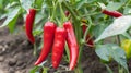 Vibrant red chilli peppers maturing in lush greenhouse, displaying glossy and crisp appearance