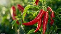 Vibrant red chilli peppers ripening in healthy greenhouse, glossy and crisp, ideal for fresh recipes