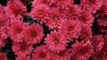 Vibrant Red Chrysanthemums with Water Droplets Royalty Free Stock Photo