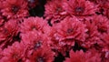 Vibrant Red Chrysanthemums with Water Droplets Royalty Free Stock Photo