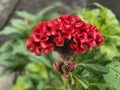 Vibrant Red Cockscomb in Full Bloom Royalty Free Stock Photo