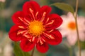 Vibrant red colored dahlia Royalty Free Stock Photo