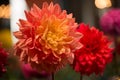 Vibrant red colored dahlia Royalty Free Stock Photo