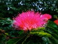 A vibrant red coloured flower captured focused and background blurred and edited using photoshop