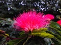 A vibrant red coloured flower captured focused and background blurred and edited using photoshop