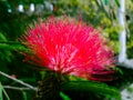 A vibrant red coloured flower captured focused and background blurred and edited using photoshop