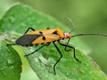 A vibrant red cotton stainer bug, likely Dysdercus cingulatus, a significant pest in Indonesia. Royalty Free Stock Photo