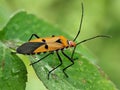 A vibrant red cotton stainer bug, likely Dysdercus cingulatus, a significant pest in Indonesia. Royalty Free Stock Photo