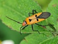 A vibrant red cotton stainer bug, likely Dysdercus cingulatus, a significant pest in Indonesia. Royalty Free Stock Photo