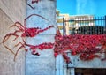 Red creeper leaves crawling on the wall of a building.