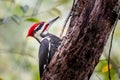 Vibrant red-crested pileated woodpecker perched atop a moss-covered tree in a lush forest setting Royalty Free Stock Photo