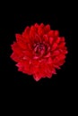 Vibrant red Dahlia bloom against a black backdrop Royalty Free Stock Photo