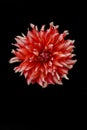 Vibrant red Dahlia bloom against a black backdrop Royalty Free Stock Photo