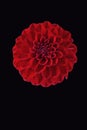 Vibrant red Dahlia bloom against a black backdrop Royalty Free Stock Photo