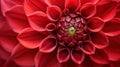 Vibrant Red Dahlia Close-Up - Stunning Macro Shot of a Beautiful Flower
