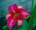 Vibrant red daylily bloom Royalty Free Stock Photo