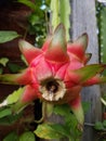 Vibrant red dragon fruit growing on its cactus vine Royalty Free Stock Photo