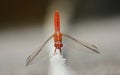 vibrant red dragonfly