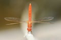 A vibrant red dragonfly