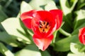 One open bright red tulip, Tulipa, sunlit flower blooming in the spring sunshine Royalty Free Stock Photo