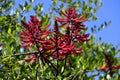 Vibrant red Erythrina tree flowers Royalty Free Stock Photo