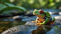 Red Eyed Tree Frog Sitting on a Rock Near Clear Stream Water Royalty Free Stock Photo