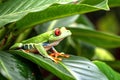 Vibrant red eyed tree frog among tropical leaves Royalty Free Stock Photo