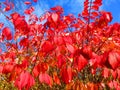 Vibrant Red Fall Foliage Leaves in December Royalty Free Stock Photo