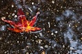 Red Fall Leaf in Puddle Royalty Free Stock Photo