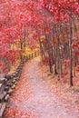 Vibrant red, fall trees on a path during Autumn Royalty Free Stock Photo