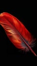 Vibrant red feather captured in exquisite detail against black background