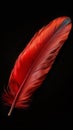 Vibrant red feather captured in exquisite detail against black background
