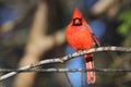 Vibrant red-feathered cardinal perched atop a sturdy tree branch Royalty Free Stock Photo