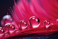 Mesmerizing Macro: Vibrant Red Feathers Adorned with Glistening Water Droplets